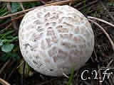 Agaricus bernardii