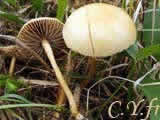 Agrocybe pediades