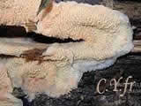 Phlebia tremellosa