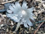 Coprinopsis cinerea
