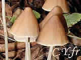 Psathyrella conopilus, Parasola conopilus