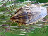 Aelia acuminata