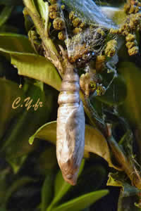 Pyrale du buis, toujours rien!