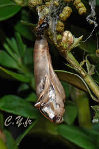 Lâexuvie se dÃ©chire lentement, la pyrale apparaÃ®tâ¦