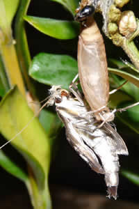 Commence maintenant le long travail du dÃ©veloppement des ailes â¦