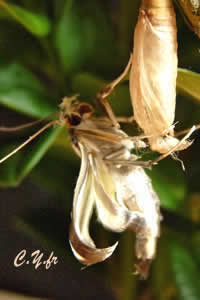 La pression envoyÃ©e dans les canaux augmente, les ailes se dÃ©ploient â¦