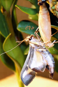 VoilÃ  les ailes totalement dÃ©ployÃ©es, il faut attendre maintenant quâelles durcissent ;
