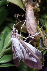 Pyrale du buis : MÃªme la trompe est testÃ©e !