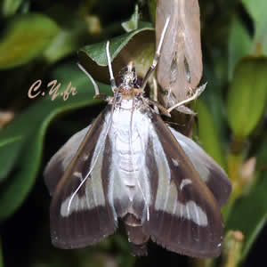 VoilÃ , plus de 2 heures et le papillon de la pyrale est prÃªt â¦ 