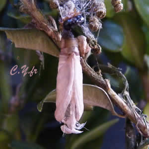 Il ne reste plus que lâexuvie et  juste au dessus la vieille peau de la chenille avec ses gros yeux noirs ;  quelques crottes libÃ©rÃ©es avant dâattaquer la derniÃ¨re mue pour dÃ©corer le tout.