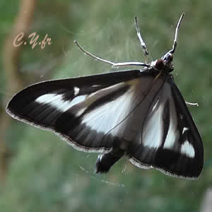 Pyrale du buis prÃ¨te Ã  infester de nouveaux buis !