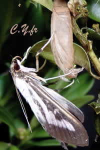 La pyrale du buis est au top, le dÃ©part est pour bientÃ´t !