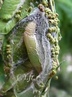 Diaphania perspectalis : Pupe de dans son cocon.