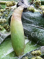 Pyrale du buis : pupe.