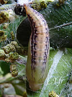 Diaphania perspectalis, pupe cÃ´tÃ© dorsal.