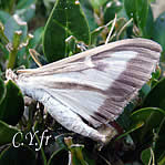 Pyrale du Buis adulte.