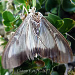 Cydalima perspectalis, la pyrale du buis.