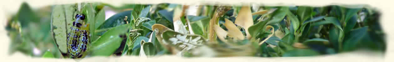 Diaphania perspectalis, la pyrale du buis.