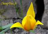 Tulipa sylvestris