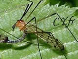 Limonia phragmitidis