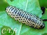 Pyrrhalta viburni