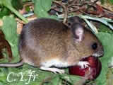 Mulot gris, Souris de terre, Souris des bois, Rat sauteur