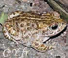 Coprinopsis cinerea