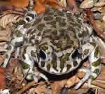 Crapaud vert
