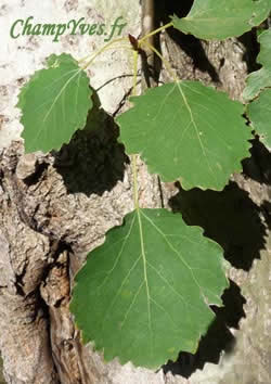 Les feuilles presque rondes de Populus tremula, le peuplier tremble, le pÃ©tiole plat est parfois plus long que le diamÃ¨tre de la feuille.