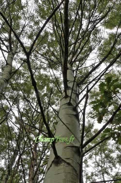 LâÃ©corce du peuplier tremble, ou tout simplement : Tremble, est lisse, gris verdÃ¢tre tout du moins au dÃ©but.
