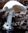 Amanita virosa, lâamanite vireuse.