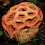 Photo 5 :  Clathre rouge - ECITTE - (23/12/2009)