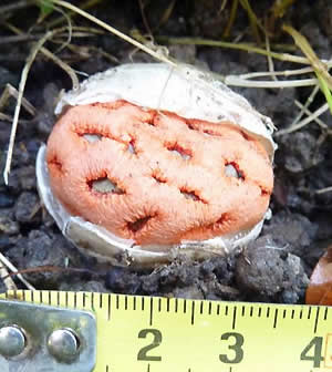 Photo 7 : Clathrus ruber,02/09 15h33, temp. 28Â°- orageux - 3 cm au plus large ..