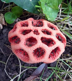 Photo 8 : Clathrus ruber, 03/09 09h12, temp. 22Â° - orageux - 4 cm ..