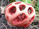 Clathrus ruber