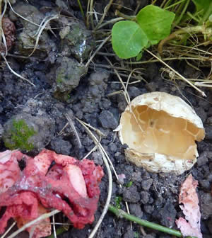 Photo 9 : Clathrus ruber, 06/09 14h55, reste du clathre rouge, notez lâintÃ©rieur de lâÅuf qui a gardÃ© les  marques typiques du rÃ©seau en hexagone qui le diffÃ©rencie de Clathrus archeri.