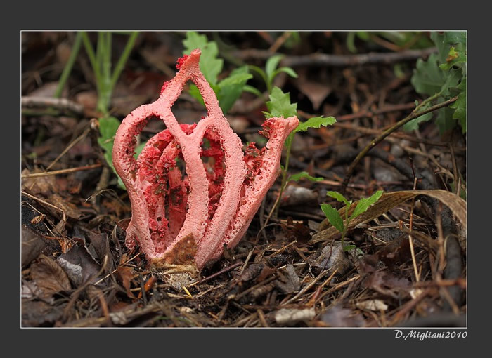 Photos 7 // Clathrus ruber aimablement offerte par Dominique Migliani.