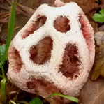 Photo 6 :  Clathre rouge - Marc GALLUDEC - (31/12/2010)