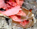 Photo 3 : Clathrus cancellatus, dÃ©tail  de la chair et du rÃ©ceptacle.