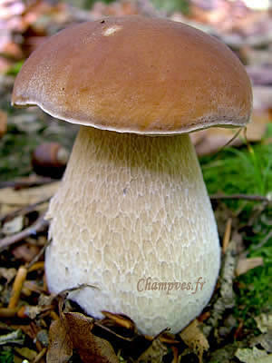 cÃ¨pe de Bordeaux, bouchon de champagne.