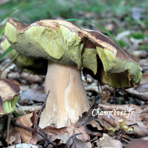 Boletus edulis