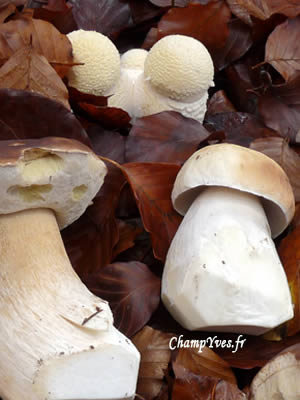Boletus edulis