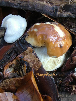 Boletus edulis