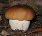 Boletus edulis, le cÃ¨pe de Bordeaux.