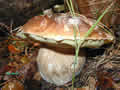 Boletus edulis, cÃ¨pe de Bordeaux