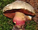 Boletus satanas, Bolet satan.
