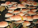 Hypholoma sublateritium, Hypholome couleur de brique