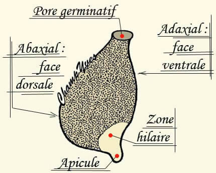 La spore des champignons : description.