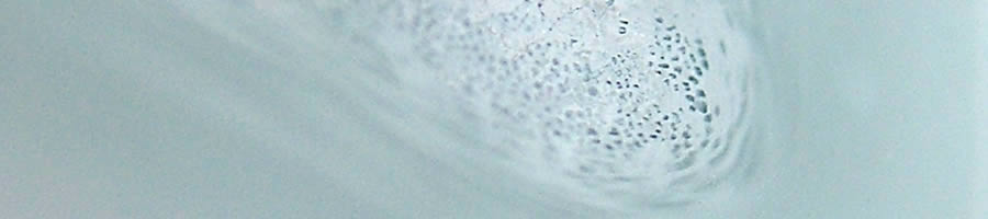 Superbe sporée bleu ciel de Spongiporus caesius, pas si fréquente cette couleur, on peut aussi noter le "vent" de cette sporulation.