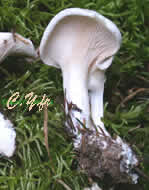 Photo 3 : Meunier, Clitopile petite prune, Clitopilus prunulus.